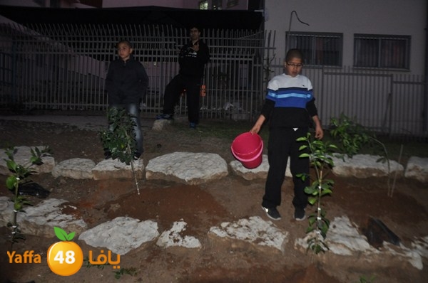 trees yaffa jamhairea (22).JPG